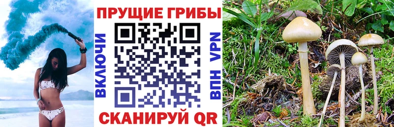 Купить  Татарск  Галлюциногенные грибы Psilocybe 